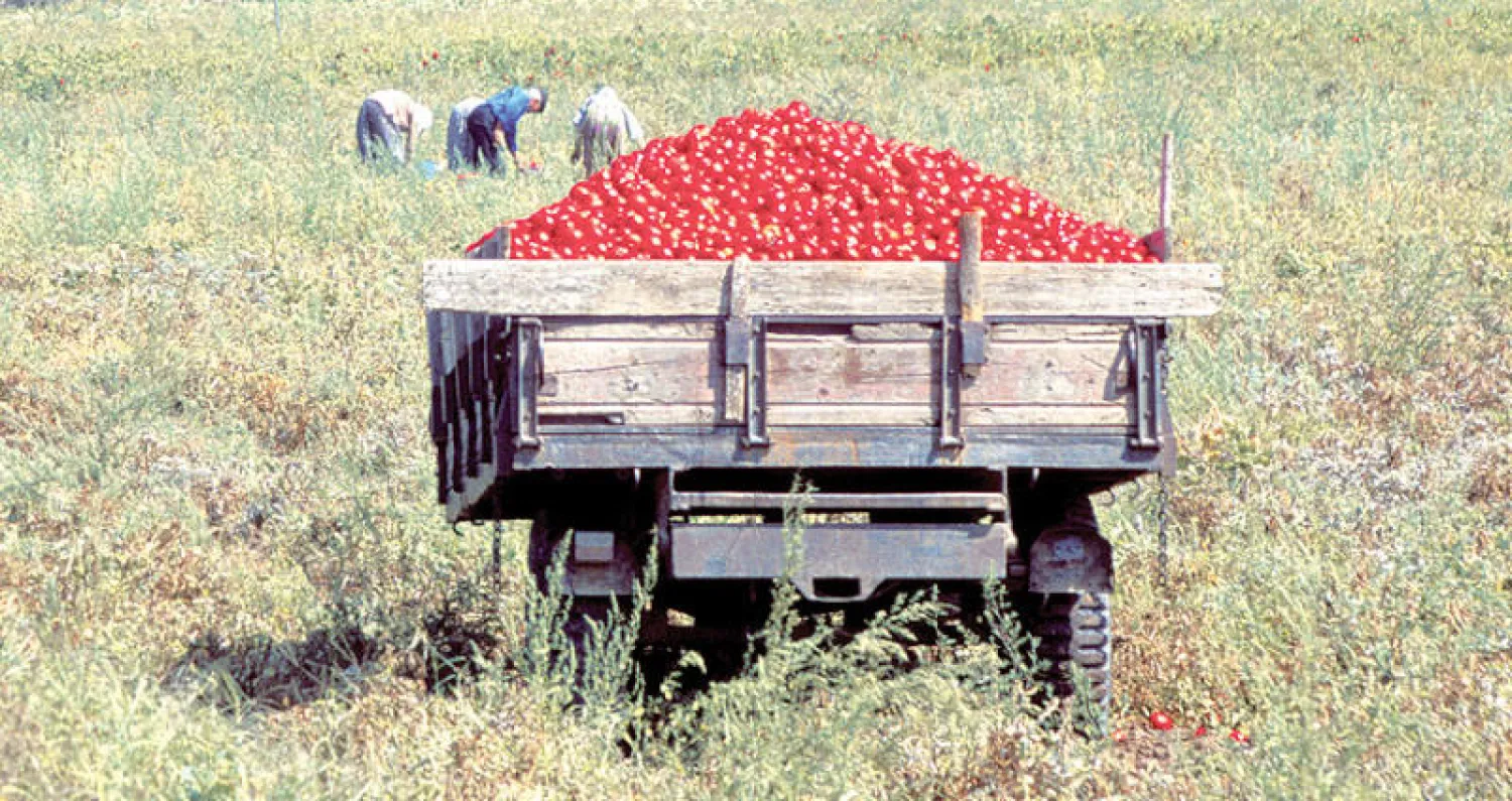 روسيا ستفتح أسواقها للطماطم التركية لكن بكميات محدودة