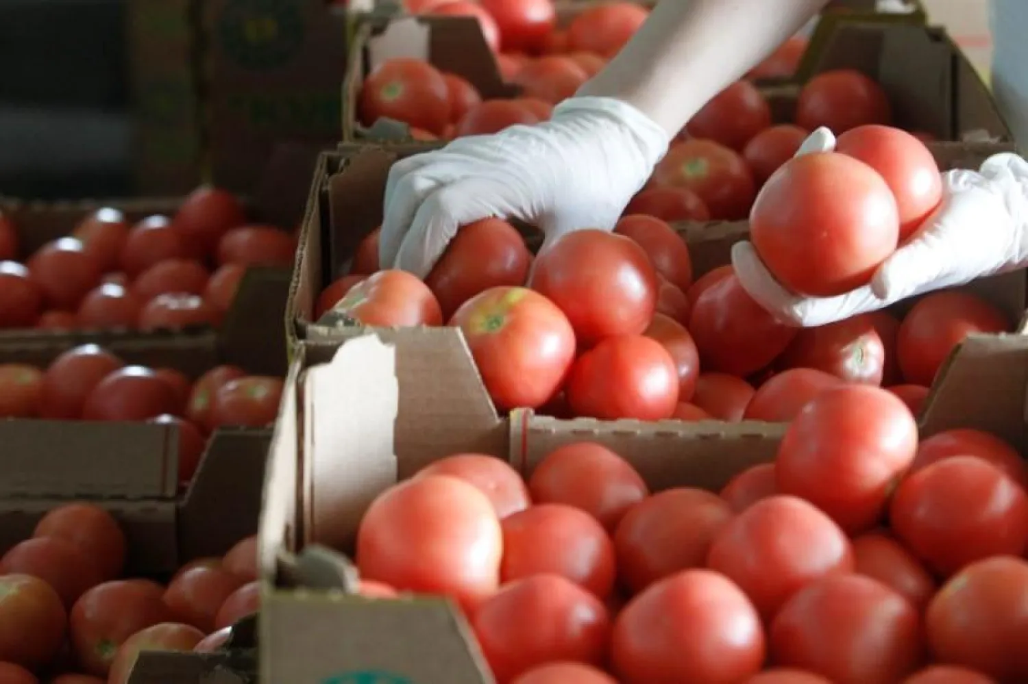 A worker sorts tomatoes at a warehouse of Yuzhny agricultural complex in the town of Ust-Dzheguta, in the republic of Karachaevo-Cherkessia, Russia, August 1, 2017. REUTERS/Eduard Korniyenko