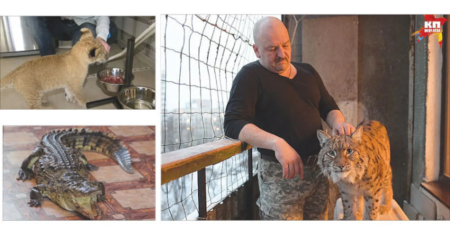 حيوان مفترس مع صاحبه في شقة في موسكو - عائلة روسية تربي شبل أسد - ... وأخرى تربي تمساحاً