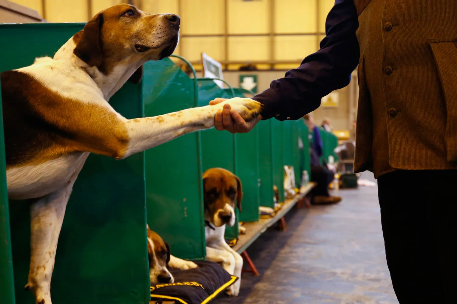 A man shakes the paw of a Foxhound/ Darren Staples / Reuters