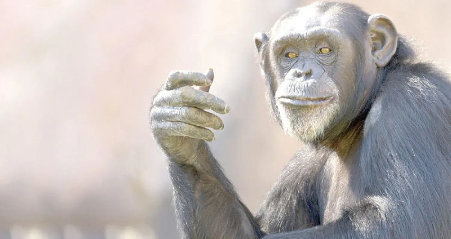 «خصائص الشمبانزي» تظل مستقرة على مدى العمر
