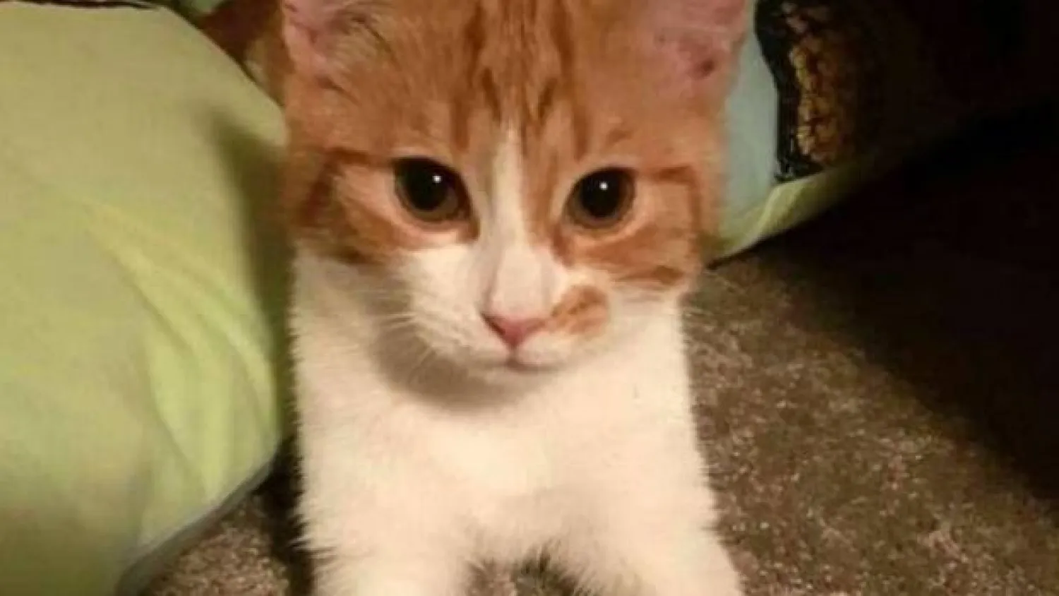 رئيسة وزراء نيوزيلندا تنعي قطتها على «فيسبوك»