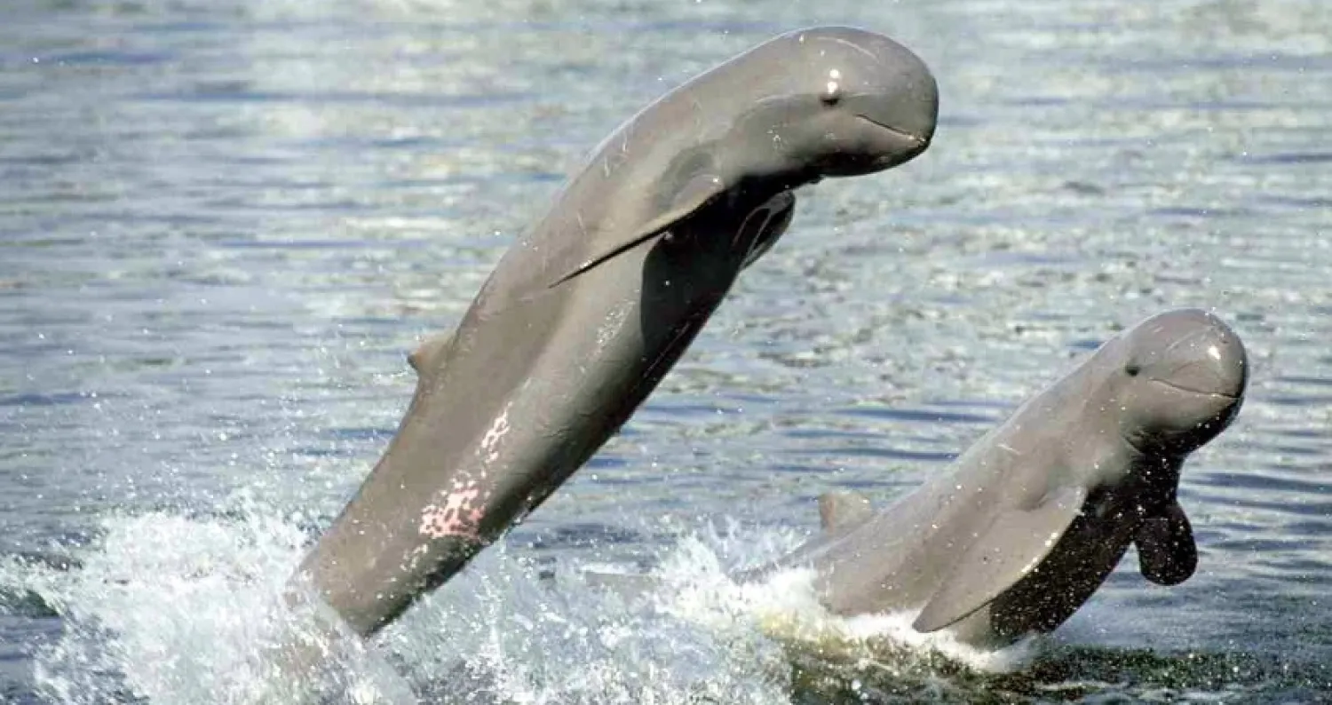 زيادة طفيفة في عدد دلافين «إيراوادي» بنهر ميكونغ