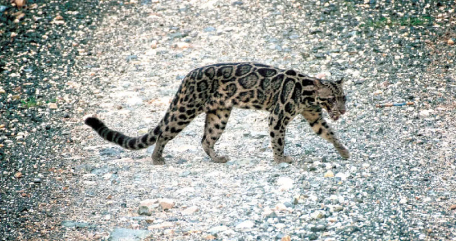 أنثى فهد بورنيو في غابة ديرماكوت في ماليزيا التي أمكن تصويرها لأول مرة منذ عام 2010 (رويترز)