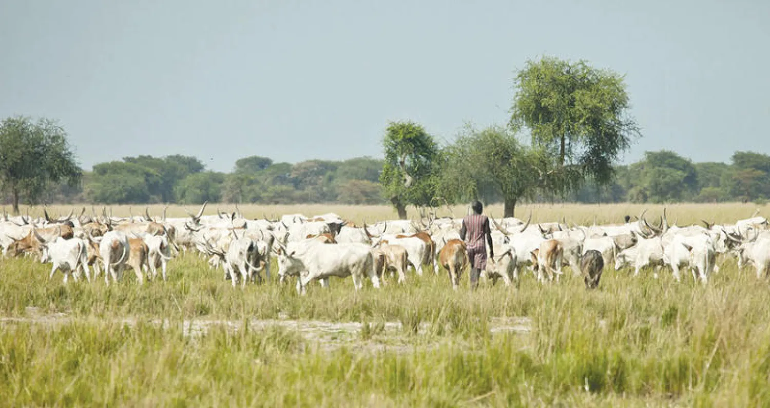 السودان يستثمر 7 مليارات دولار للتوسع في صادرات الماشية