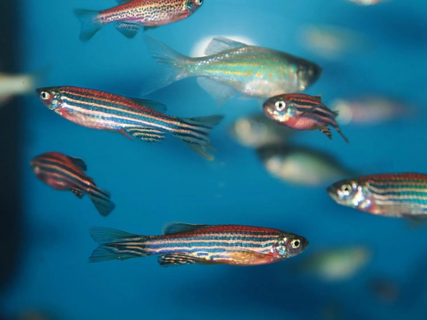 Zebrafish. (Getty Images)