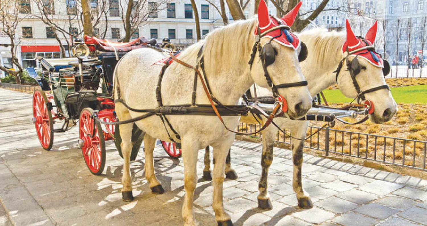 طعام سياحي متجوّل تجرّه خيول «الفييكا» في فيينا