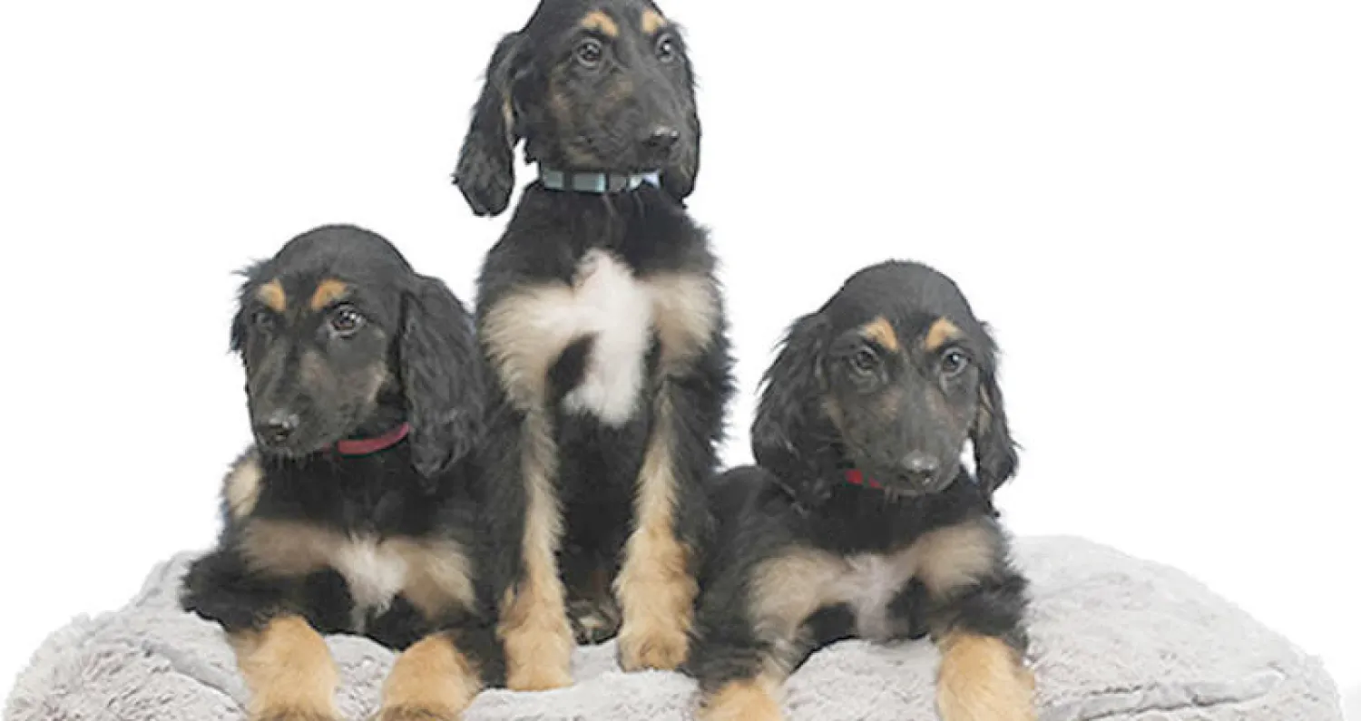 صورة لثلاثة مواليد استنسخت من أول كلب مستنسخ في العالم