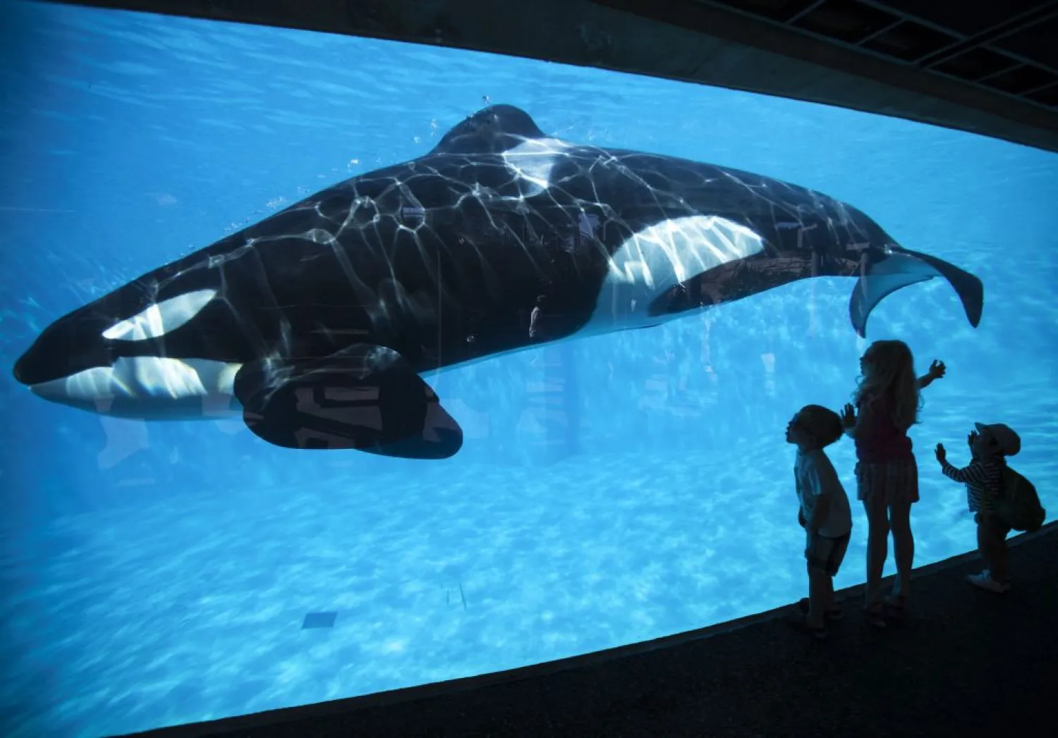 Young children get a close-up view of an Orca killer whale
during a visit to the animal theme park SeaWorld in San Diego. Photo:
REUTERS