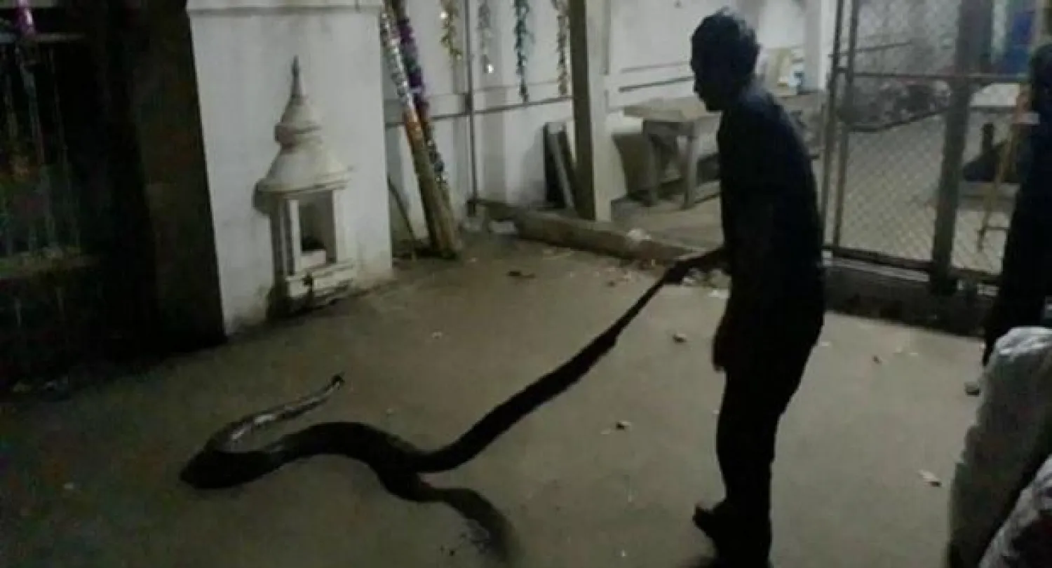 رجل يساعد فى استعادة الثعبان الذى يبلغ طوله 3 أمتار بعد أن قتل تايلاندياً في منطقة ثابخلاى (بانكوك بوست)