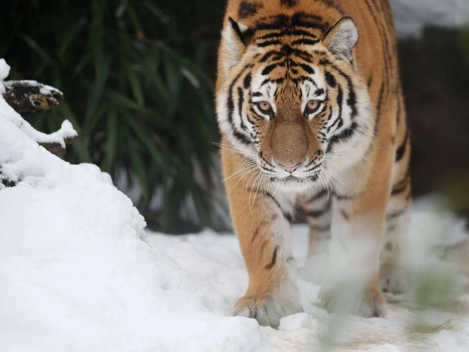  A Siberian Tiger AFP/Getty