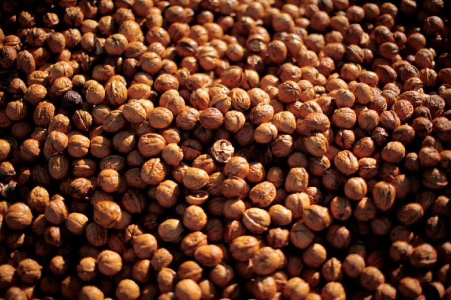 Walnuts sit in a trailer after being harvested in Lompoc, California October 1, 2011. Picture taken October 1, 2011. REUTERS/Lucy Nicholson