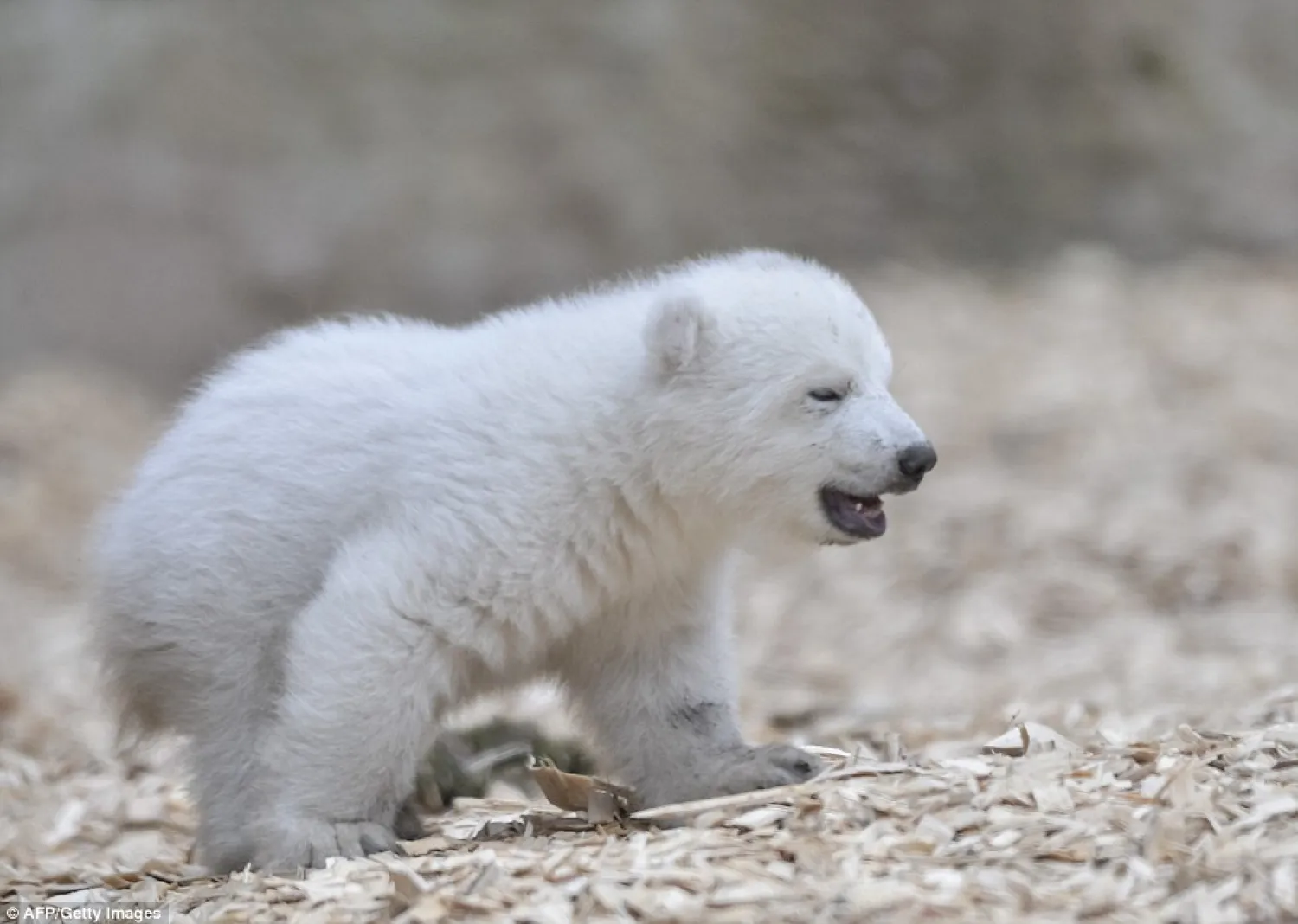 Berlin’s Tierpark zoo is anxiously waiting to see if a polar bear cub, born last week, survives its first few days. (AFP)