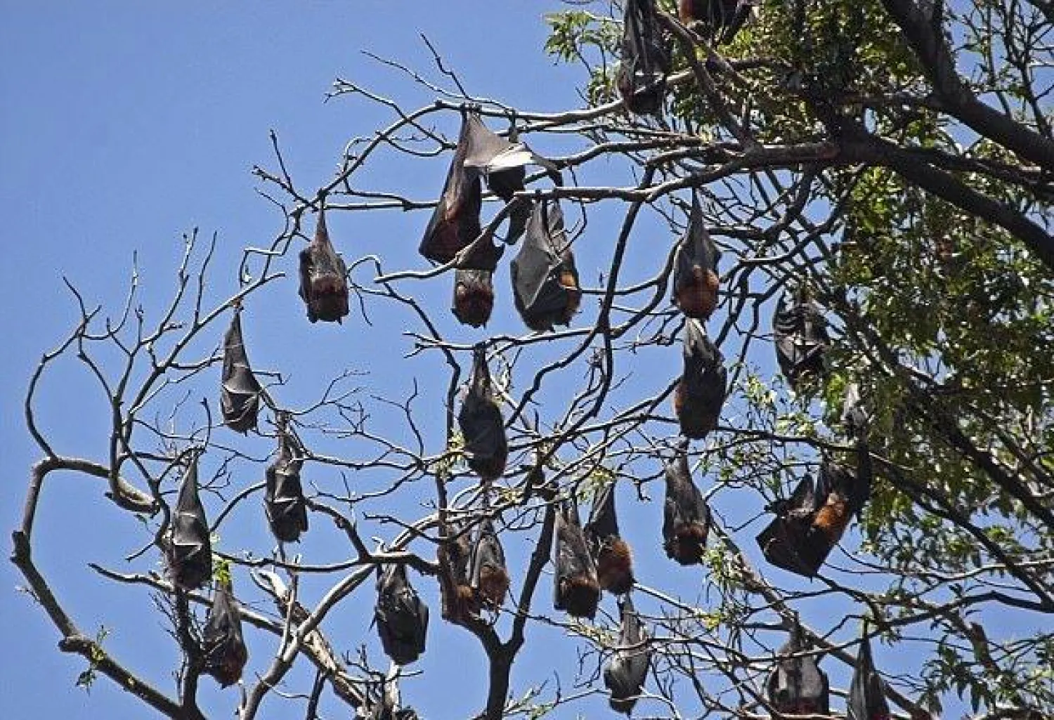 200 ألف من الثعالب الطيارة أسروا سكان بلدة "تشارترز تاورز (ديلى ميل)