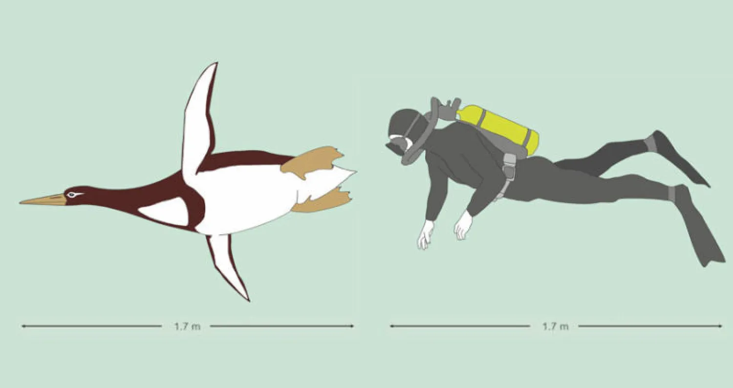 رسم توضيحي يوضح الاكتشاف الذي سيغير طريقة دراسة مراحل تطور طائر البطريق (أ.ب)
