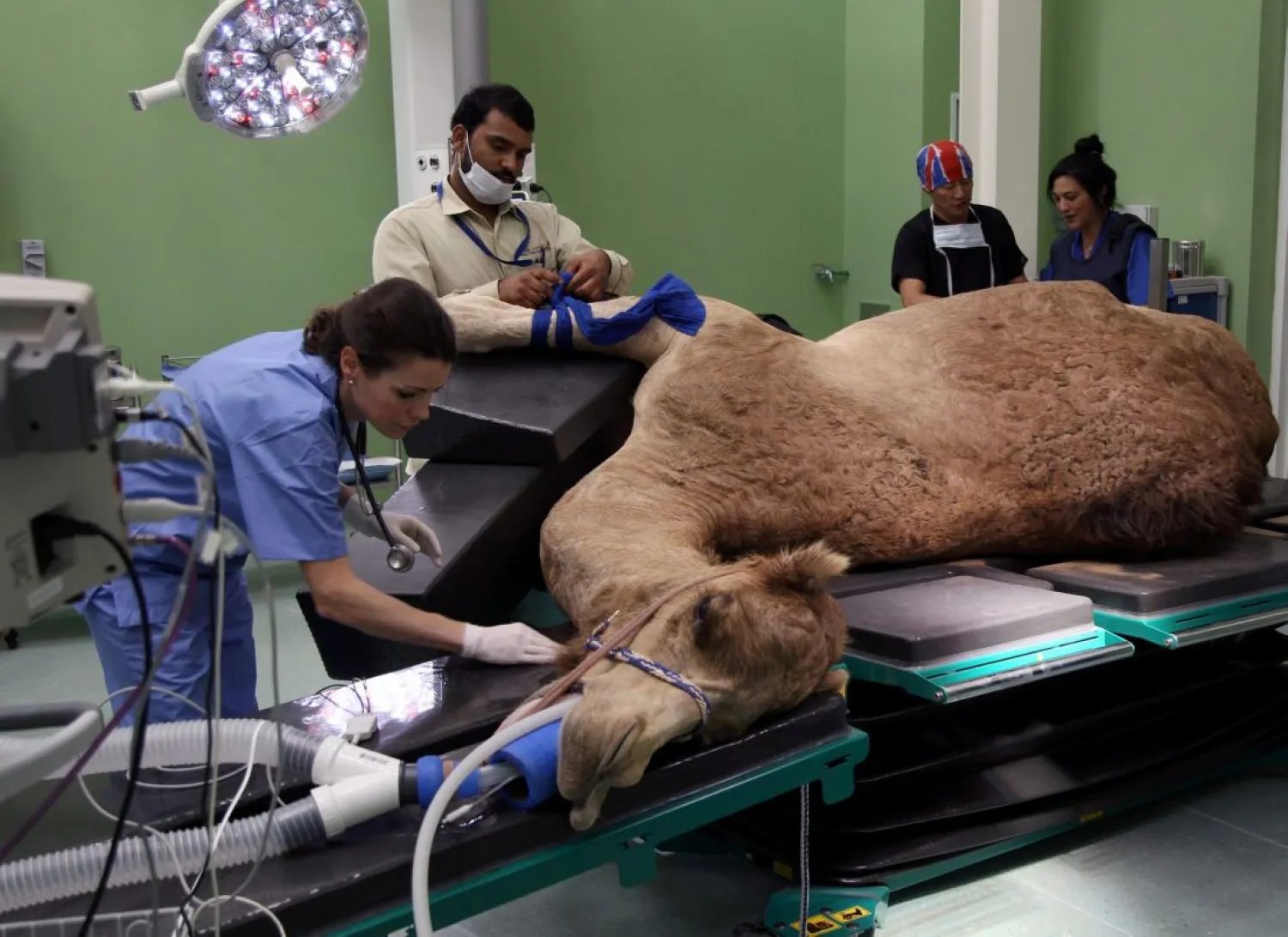 A camel is seen during foot surgery at the Dubai Camel Hospital in Dubai, UAE, December 11, 2017. REUTERS/Satish Kumar. 