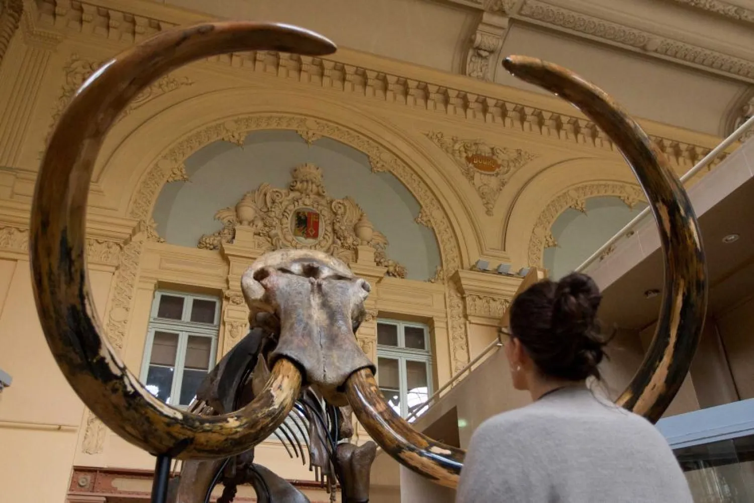 A visitor looks at the mammoth skeleton before it was sold. (Reuters)