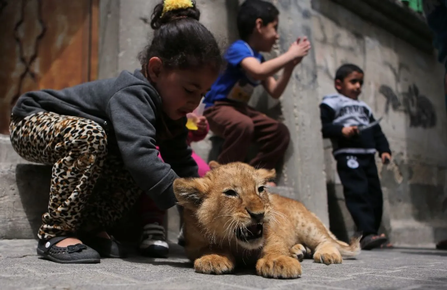 A Palestinian zoo owner has put three lion cubs up for sale due to their high cost of care. (AFP)