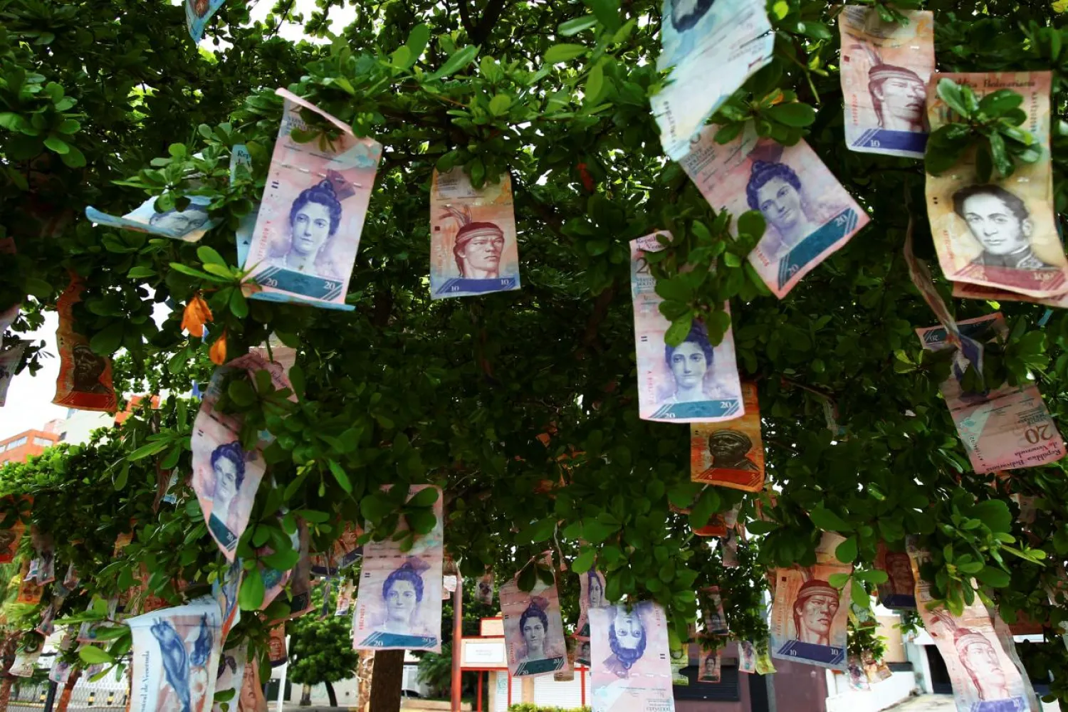 Bolivar notes a seen hanging in a tree at a street in Maracaibo, Venezuela November 11, 2017. REUTERS/Isaac Urrutia
