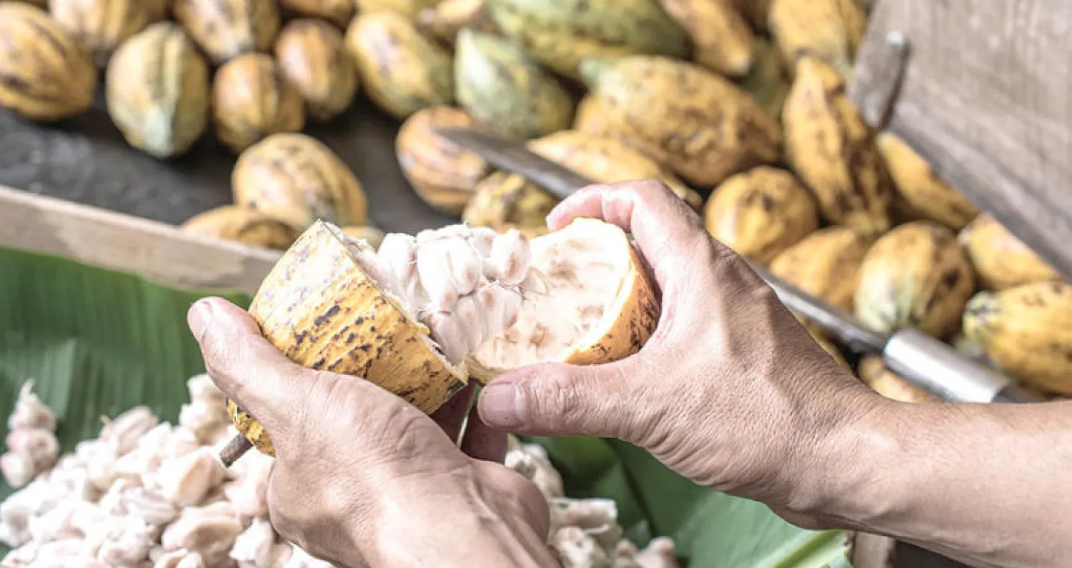 شركات الحلوى توظف مهندسي الجينات لإنقاذ الشوكولاته