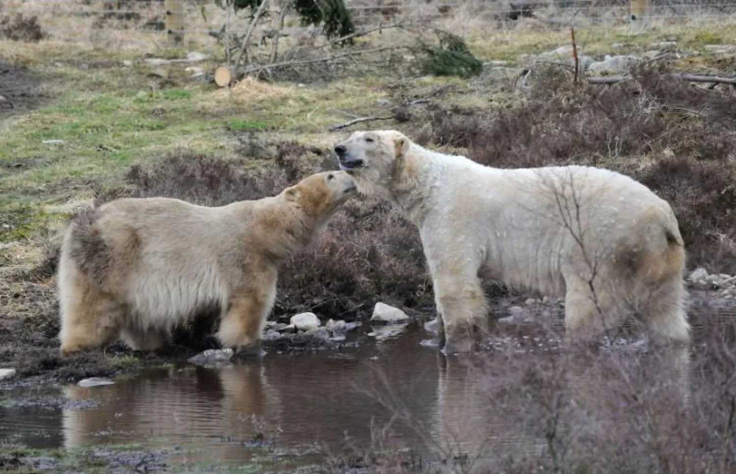 Polar bears Victoria and Arktos interact in Highland Wildlife Park in Kincraig, Kingussie, Scotland in this undated photo obtained from social media. COURTESY of RZSS Highland Wildlife Park polar bear breeding /via REUTERS