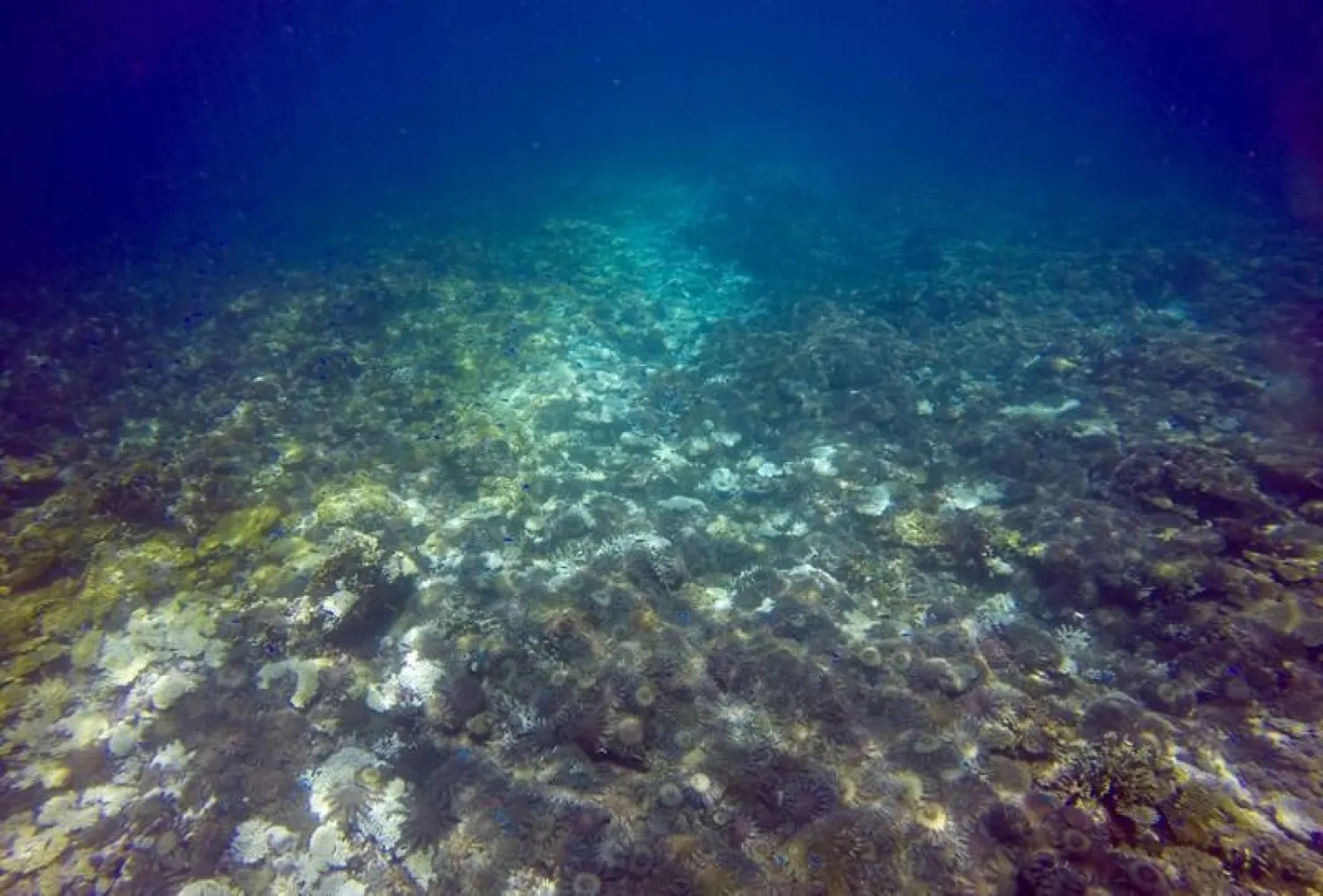 Coral-eating crown of thorns starfish are seen on Swain Reef, part of the Great Barrier Reef, in this undated handout photo released January 5, 2018. Joint Field Management Program/Great Barrier Reef Marine Park Authority/Handout via REUTERS
