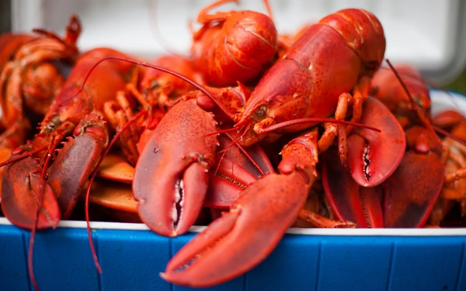 Crustaceans must now be stunned before being killed. (Getty Images)