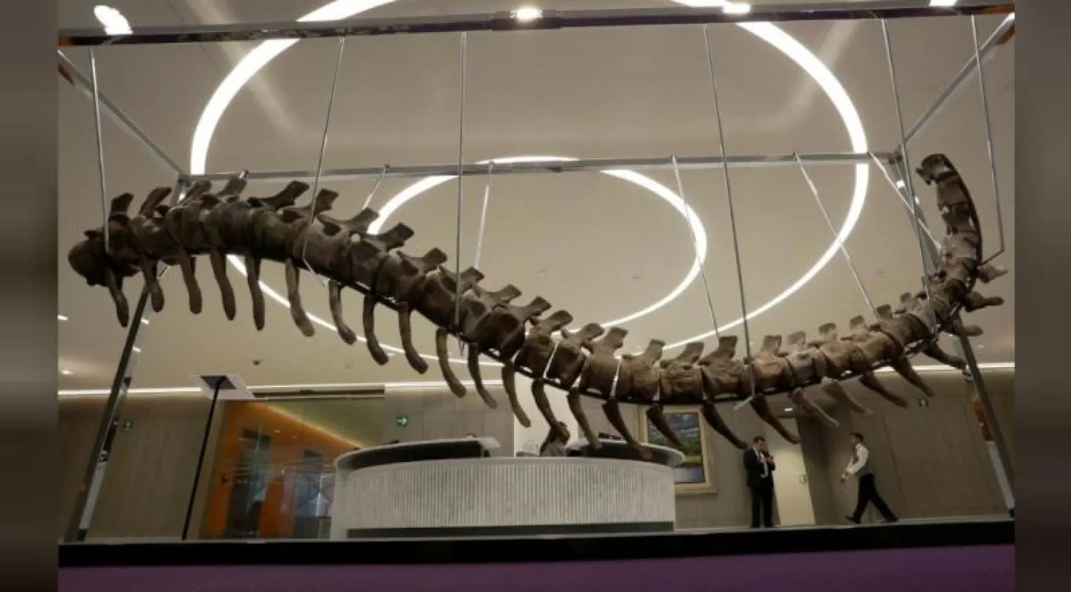 يبلغ طول ذيل الديناصور أربعة أمتار ويزن 180 كيلوغراماً (رويترز)