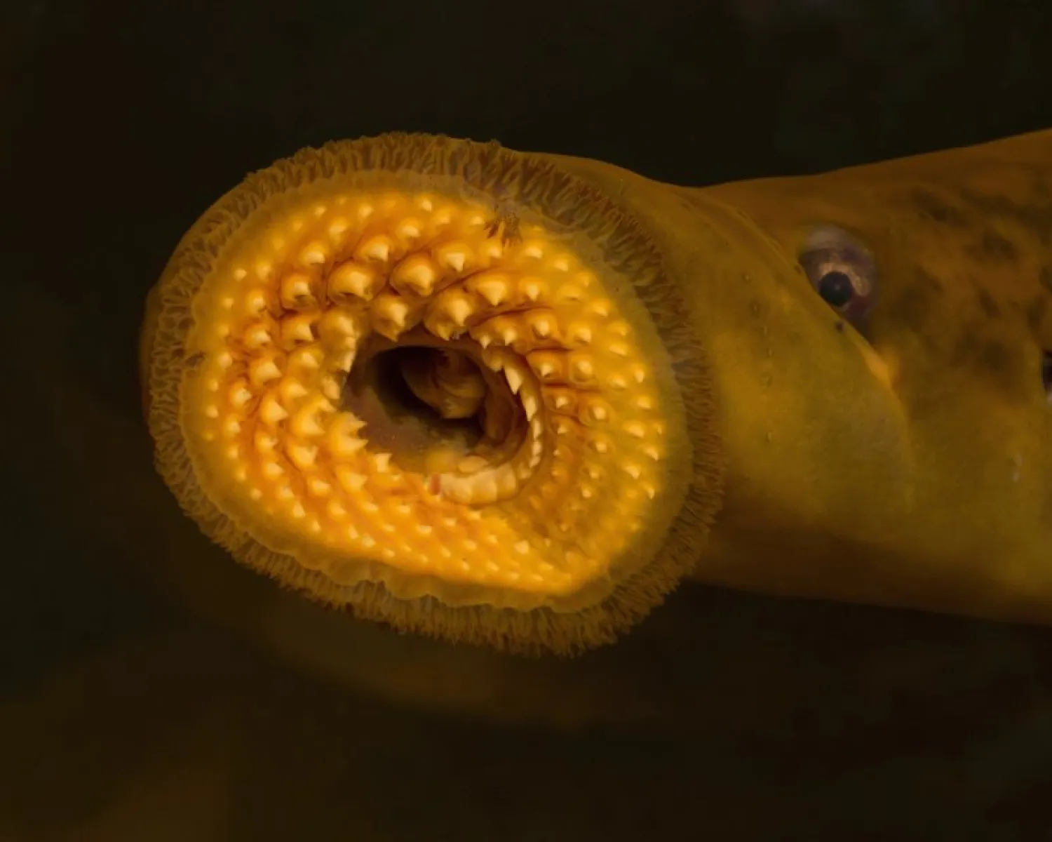 The river and sea lamprey have rows of bony teeth and a tongue which is used to bore into other fish. Getty
