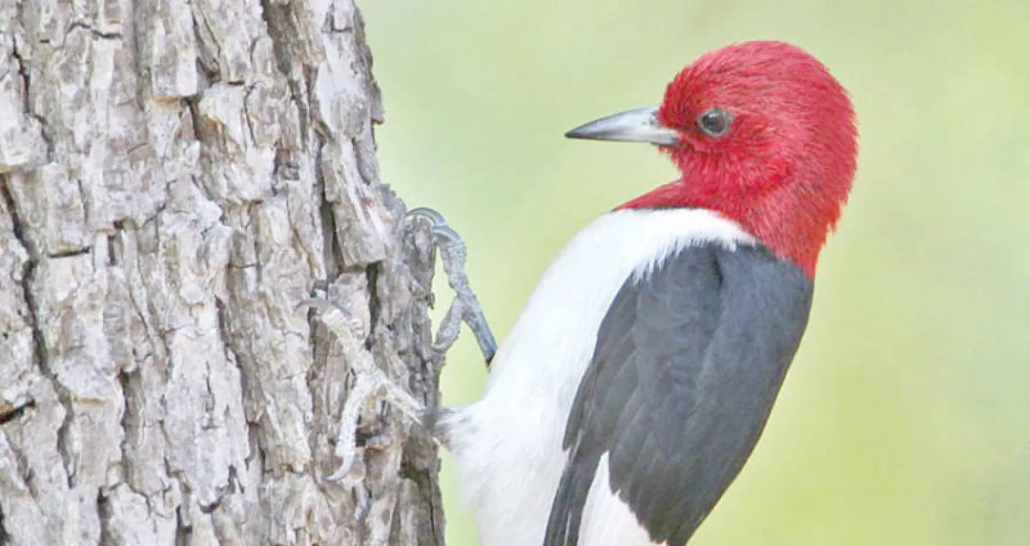 أول دراسة حول تأثير نقر جذوع الأشجار على دماغ نقار الخشب