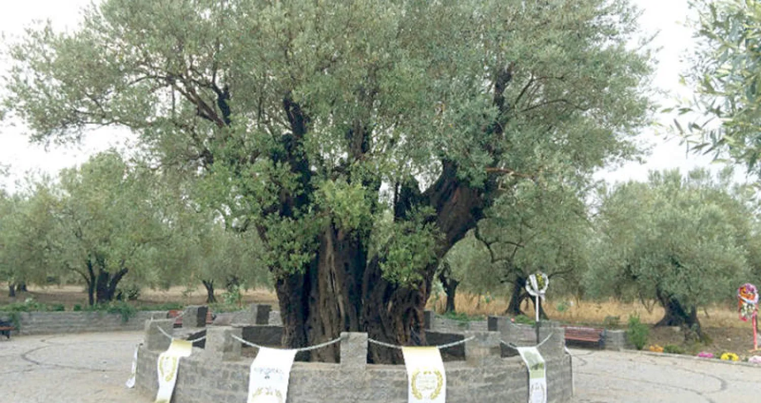 شجرة زيتون أحيطت بسياج خاص