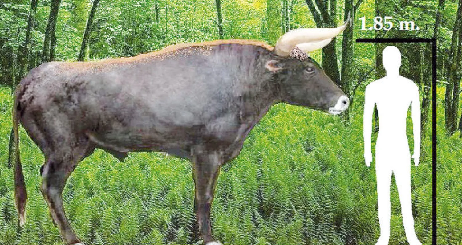 علماء ألمان يسعون لاستعادة حيوان «الأرخص» المنقرض