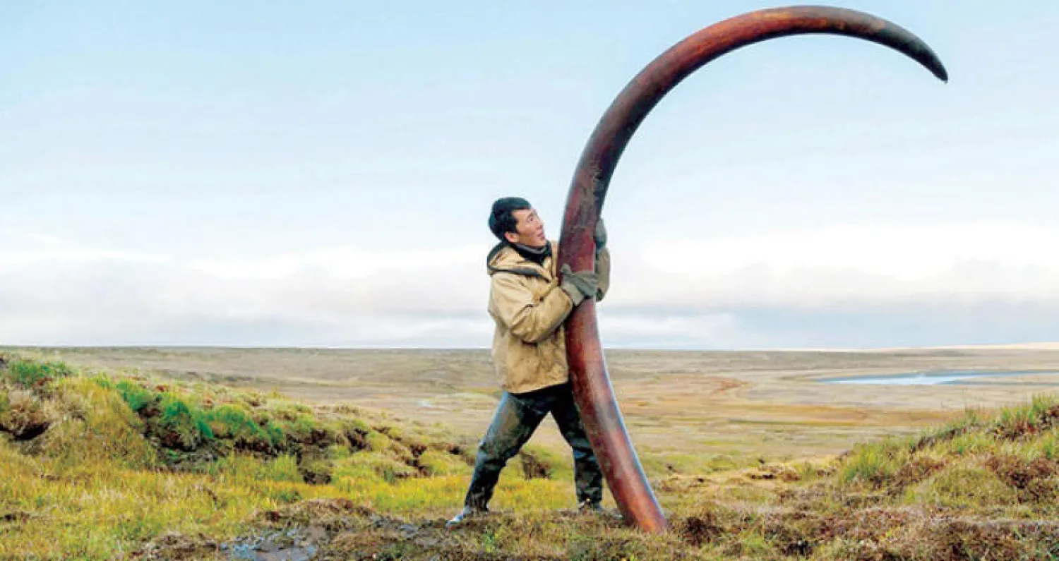 بيع عظام الماموث في السوق السوداء