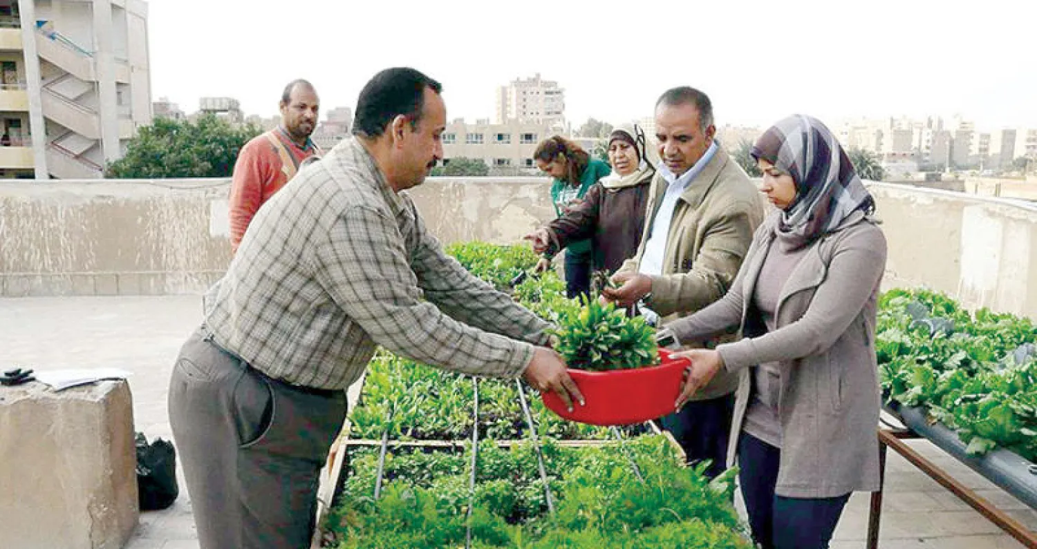 زكريا راتب صاحب مبادرة «تشجير» يتابع النباتات المثمرة مع مواطنين آخرين