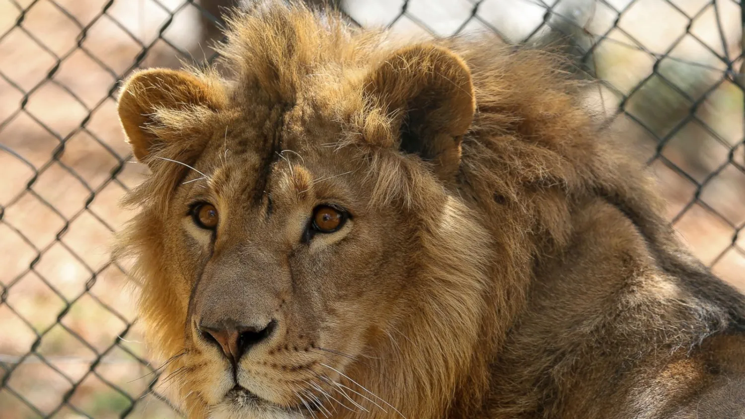 In this Saturday, Feb. 24, 2018 photo, a lion named Saeed, who was rescued from Syria by the animal rights group Four Paws, is prepared for his departure from the Al-Ma'wa Animal Sanctuary near Souf, in northern Jordan. (AP Photo/Raad Adayleh) 