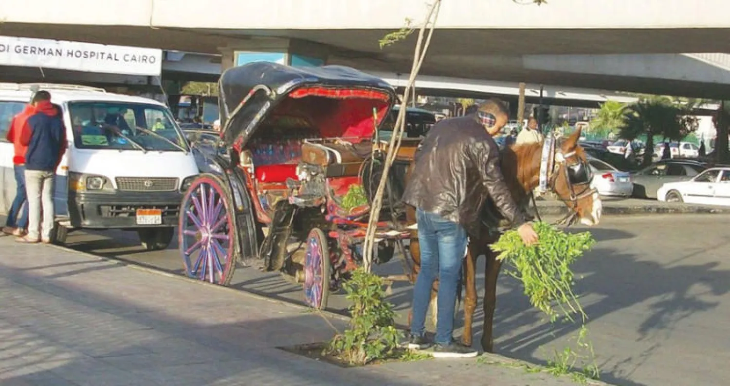 الأسطى أحمد يقدم حزمة برسيم لحصانه («الشرق الأوسط»)