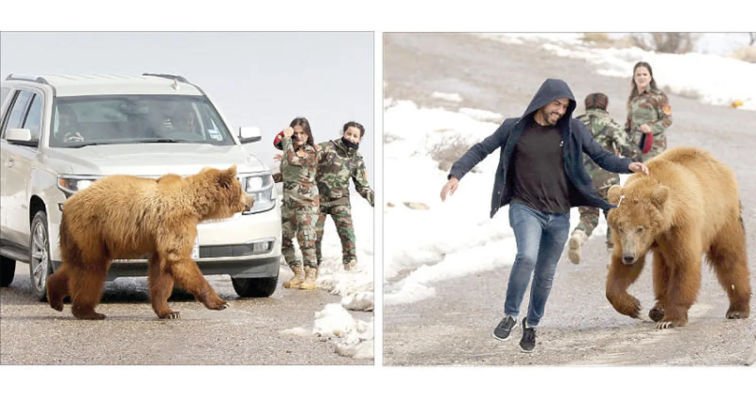آخر وداع لدب بري طليق في الطبيعة (أ,ف.ب) - التقاط صور لدب بعد إطلاقه
