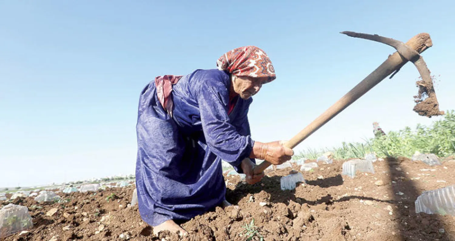 فلسطينية تعمل في الحقل في قطاع غزة (إ.ب.أ)