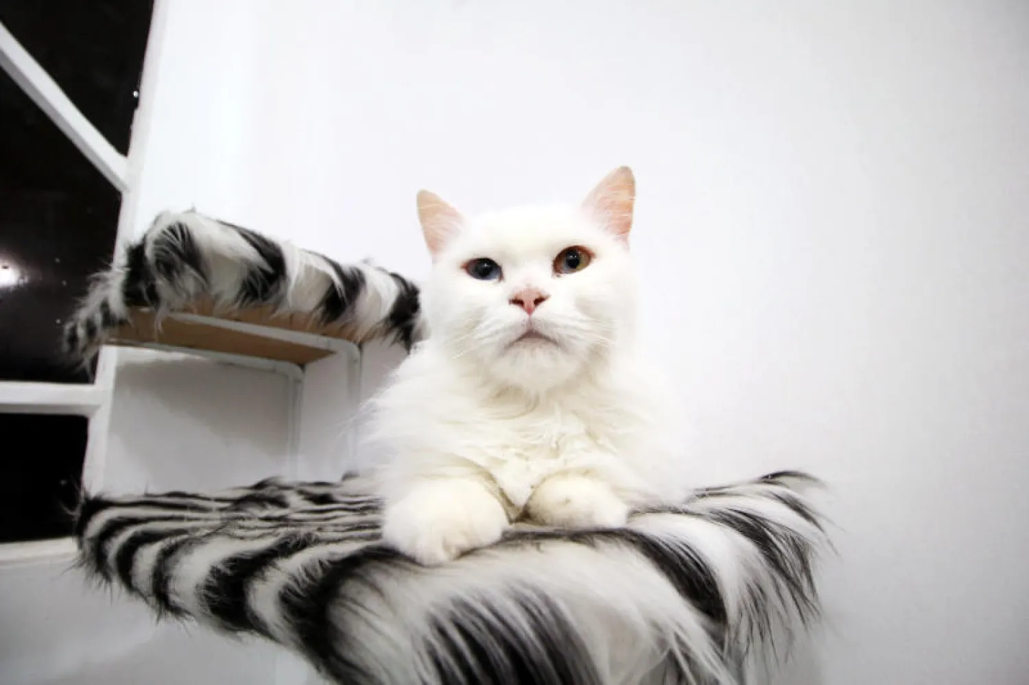 حول طالب الطب البيطري أحمد طاهر مكي منزله في البصرة إلى أول فندق للقطط بالعراق (رويترز)