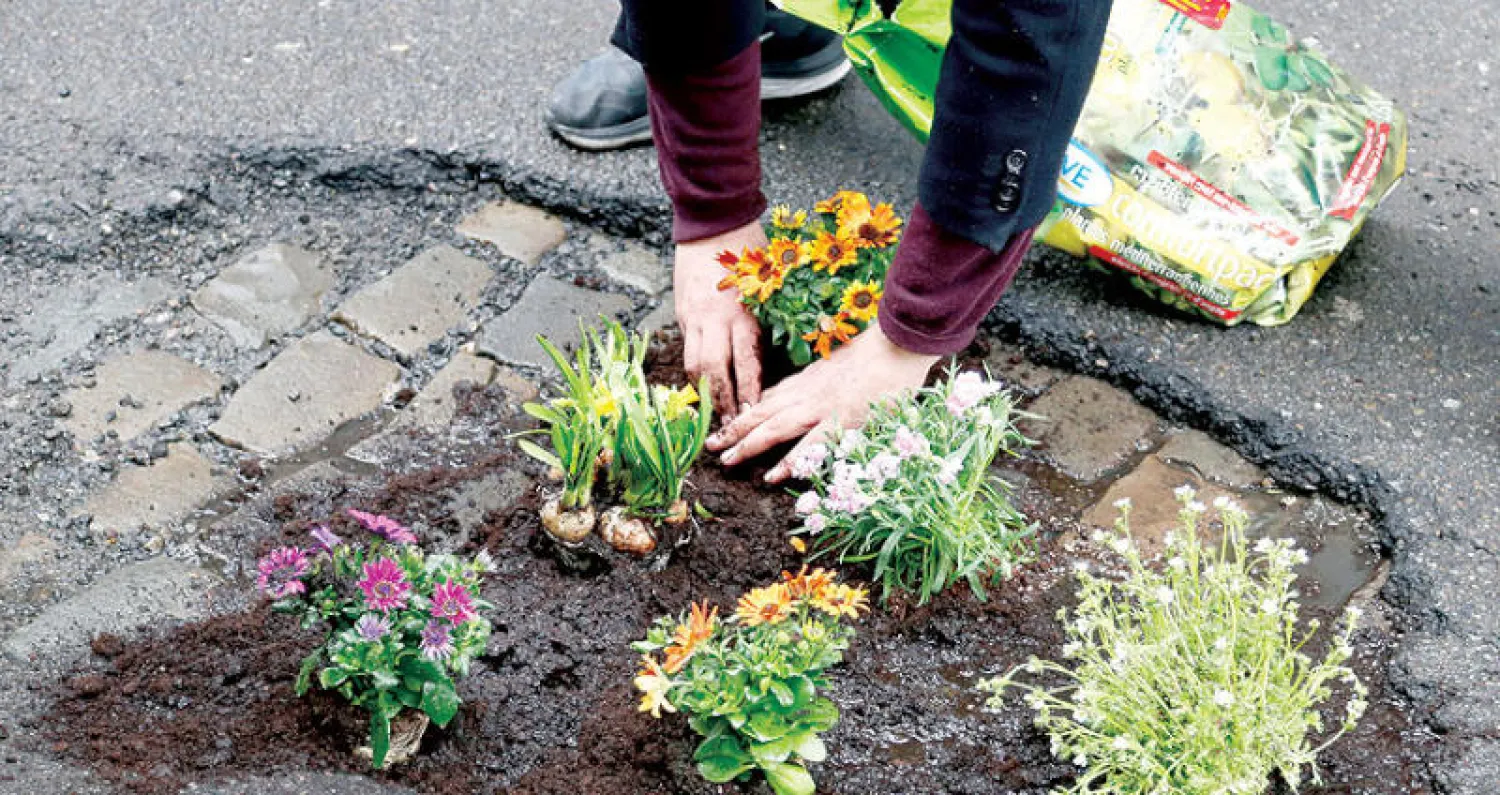 أنتون شورمانس يزرع بعض الزهور في حفرة للفت الانتباه للحالة  السيئة لشوارع بروكسل (رويترز)