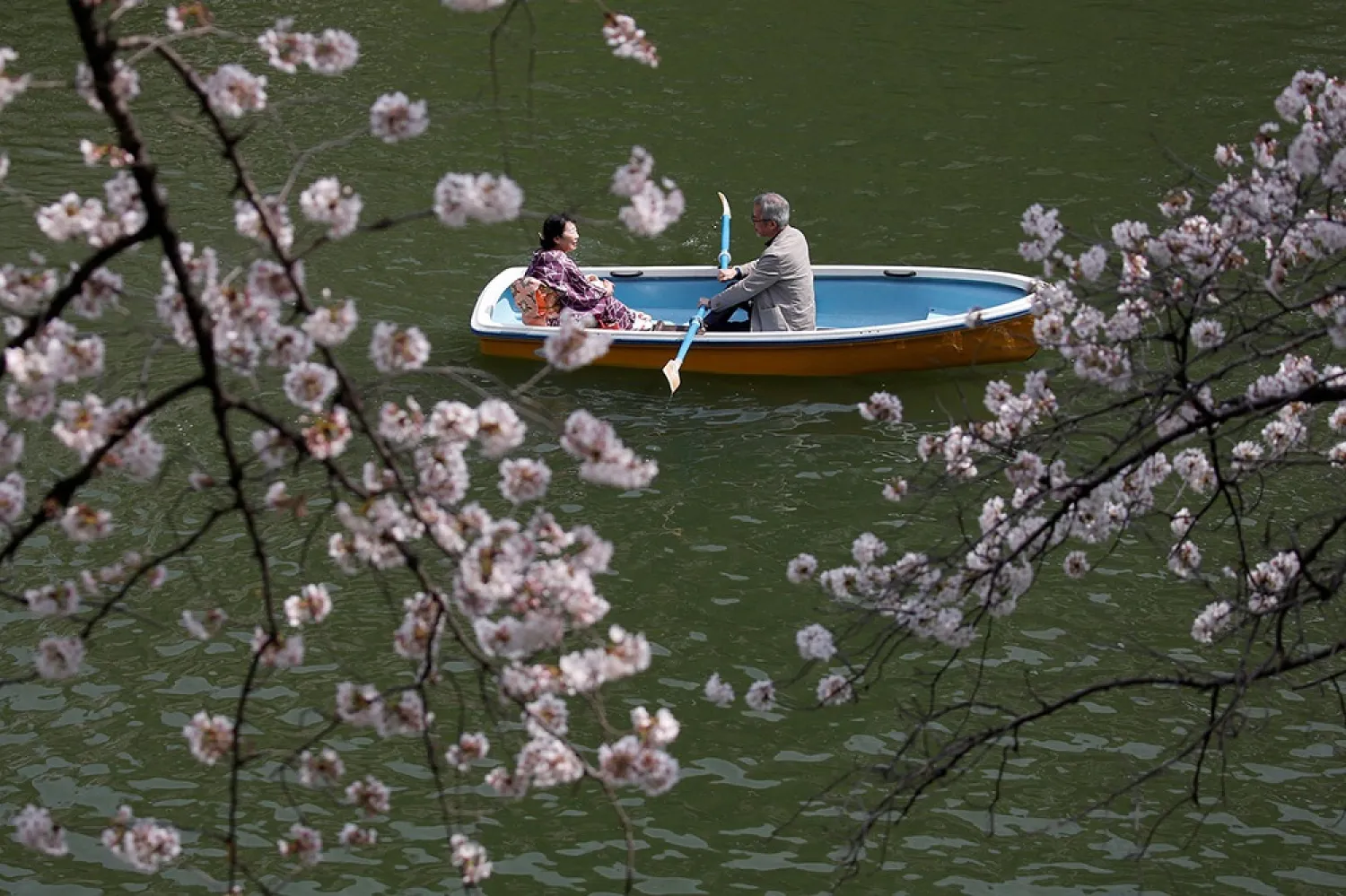 The Japanese city of Hirosaki is celebrating the 100th anniversary of its cherry blossom festival. (Reuters)