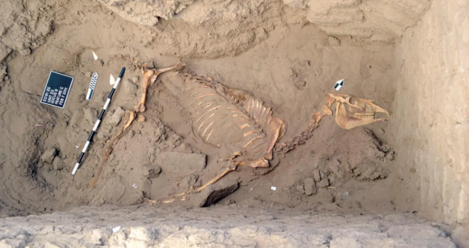 رفات الفرس في تمبوس شمال السودان («الشرق الأوسط»)