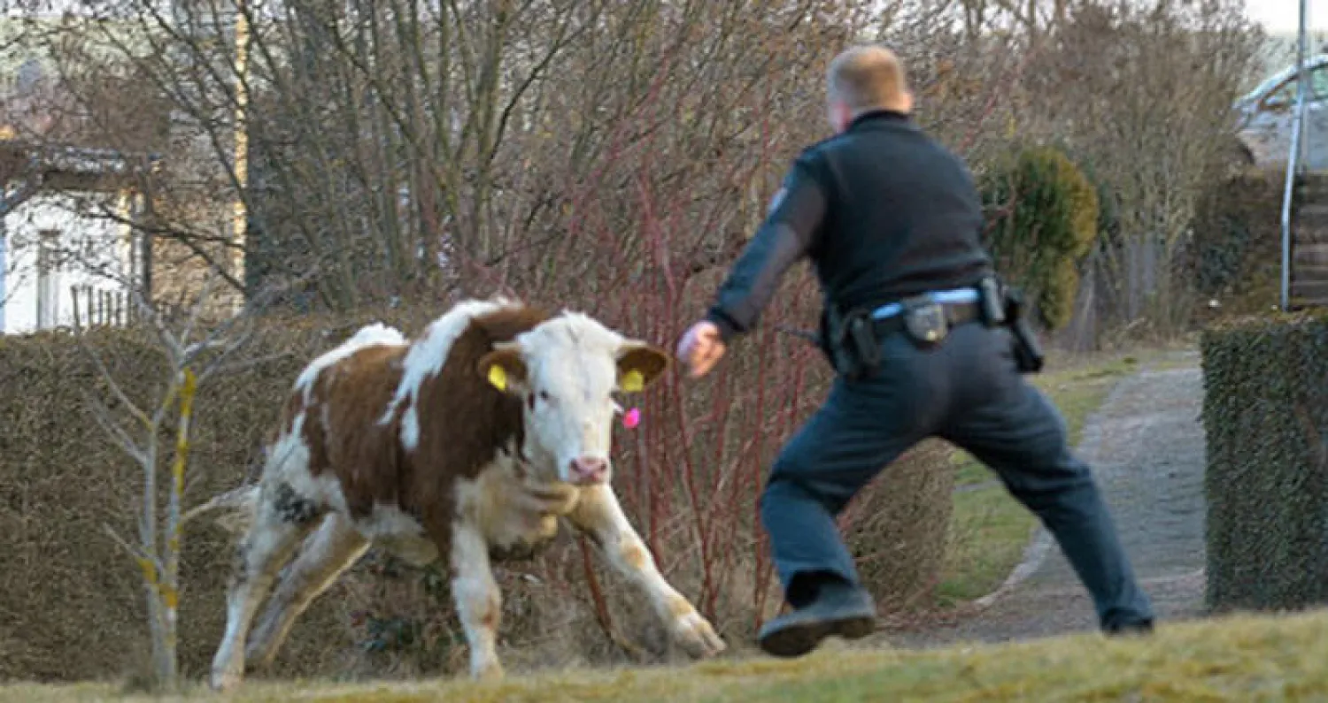 ألمانيا: دوريات ومروحية لملاحقة 8 بقرات