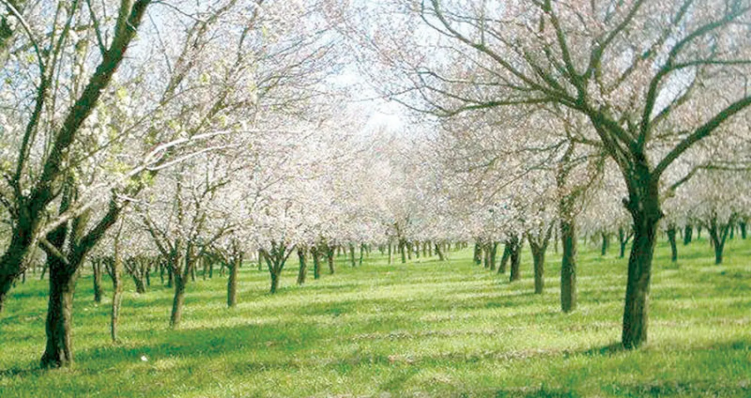 الغوطة كانت {بحيرة من الخضرة} كما يصفها المؤلف