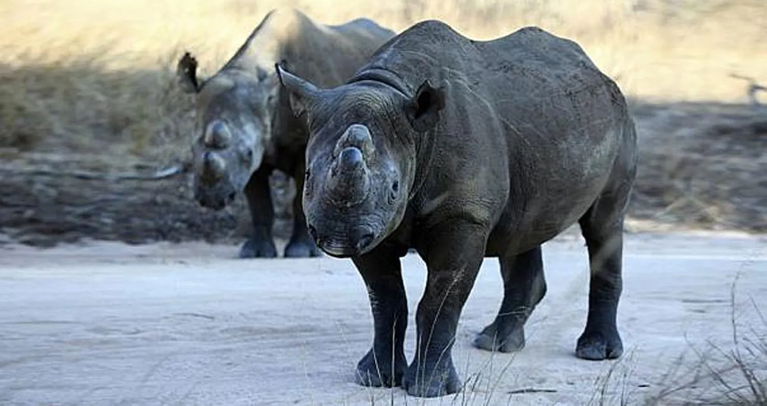 وحيد القرن الأسود يعود إلى تشاد بعد غياب 5 عقود