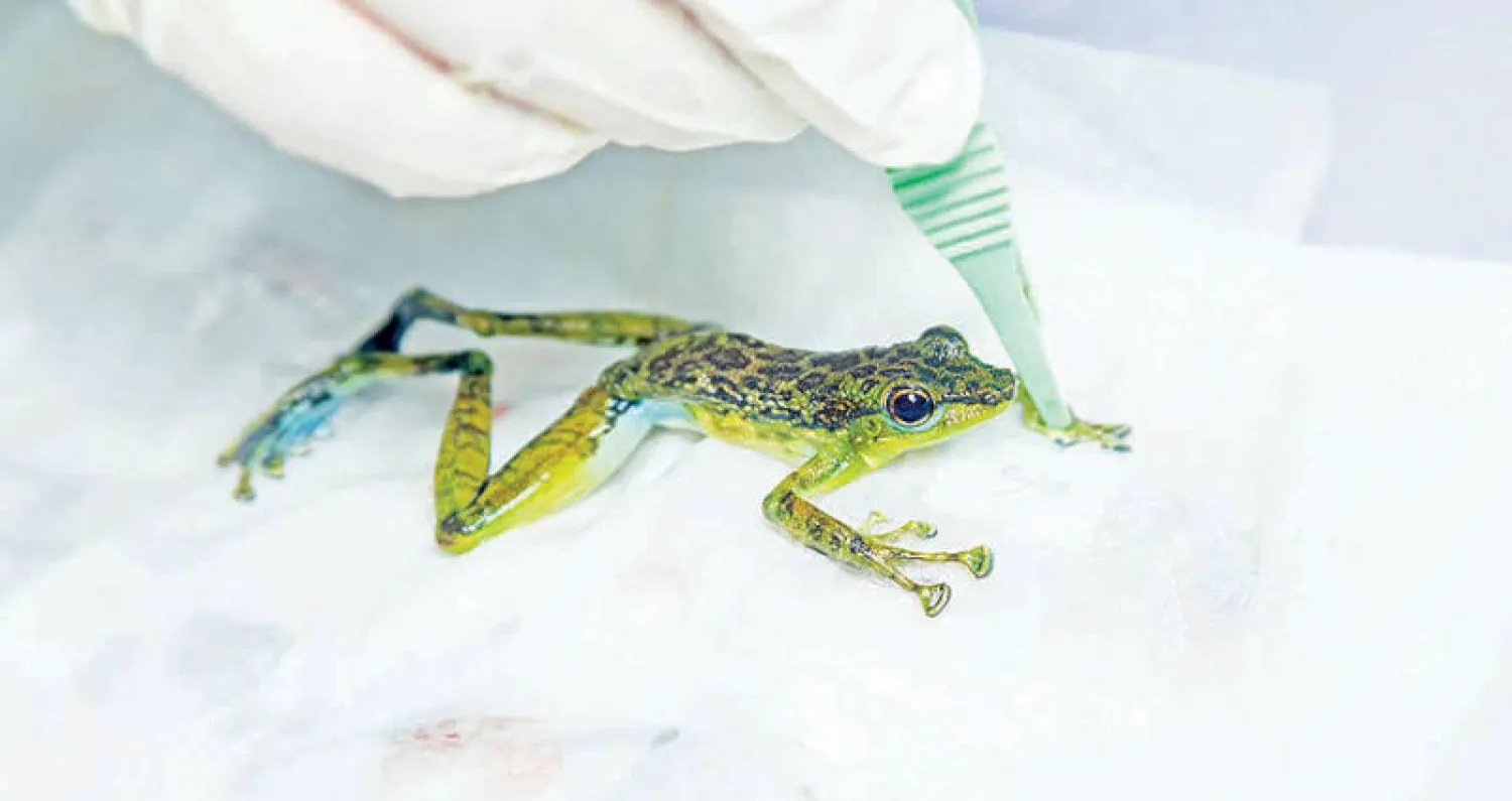 إنعاش قلب ضفدع