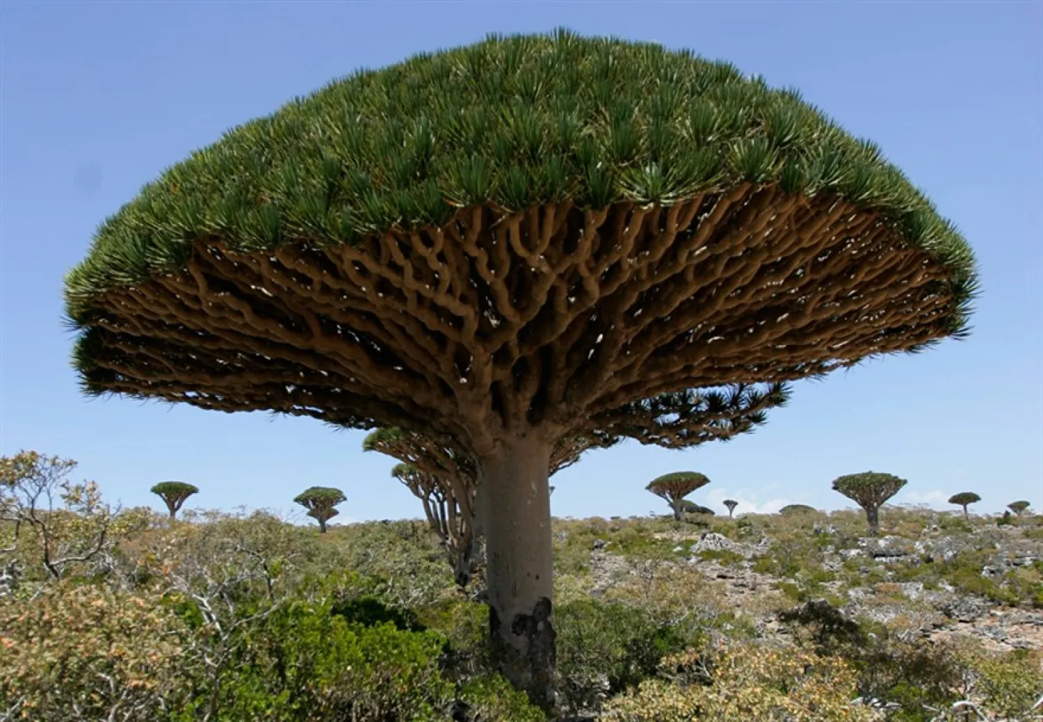 Dragon's Blood trees, known locally as Dam al-Akhawain, or blood of the two brothers, are seen on Socotra island March 27, 2008. (File Phoot: Reuters/Khaled Abdullah/Files)