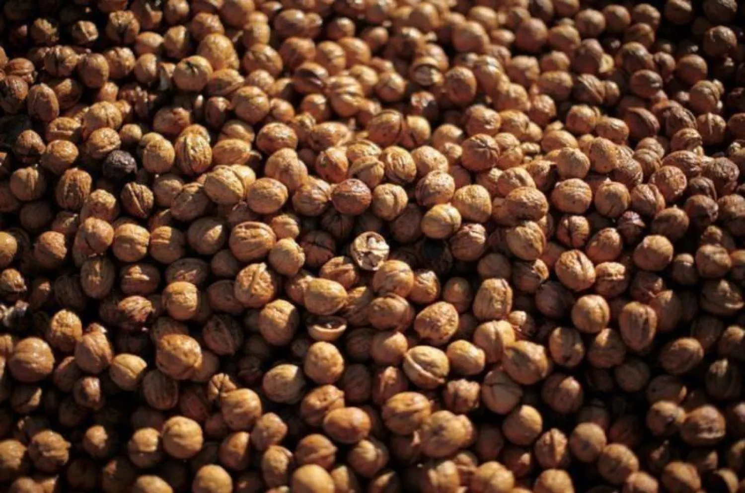 تنصح الدراسة بتناول ثلث كوب من الجوز لمدة 6 أسابيع (رويترز)