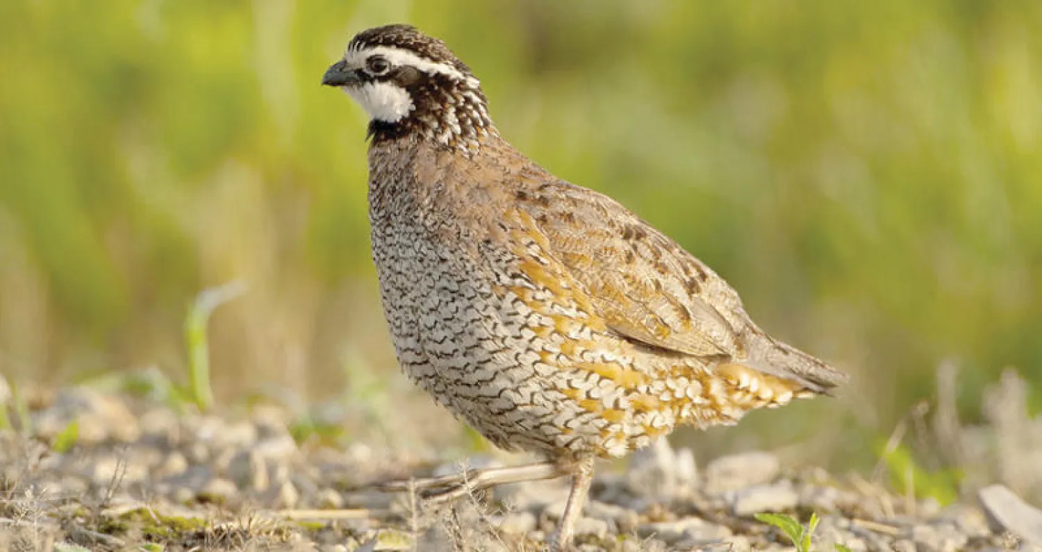 موسم صيد الطيور في مالطا يجتذب منظمات حماية البيئة