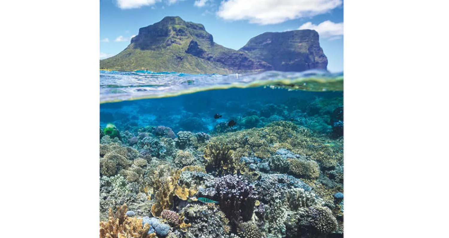 هل تتغير الشعاب المرجانية مع مرور الزمن؟